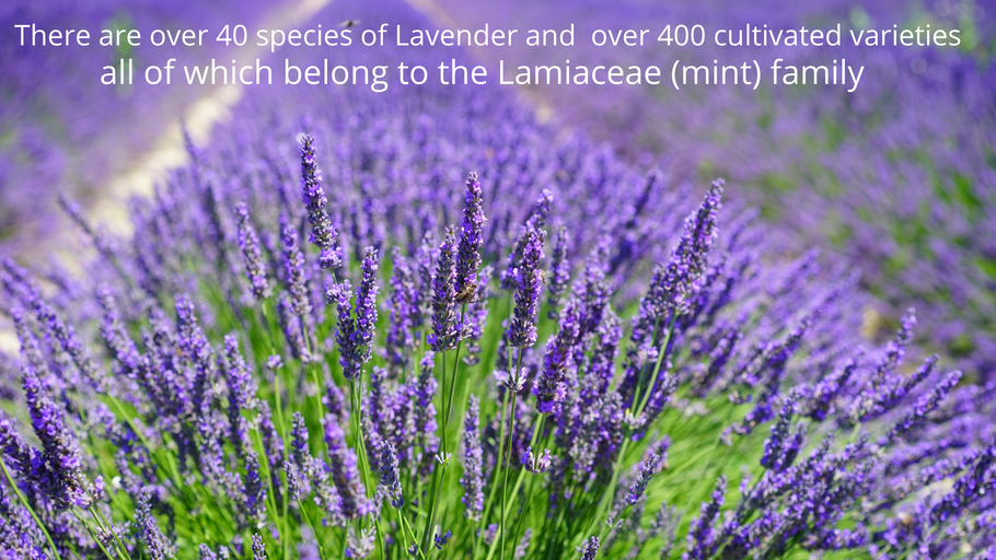 Not all Lavender is the same