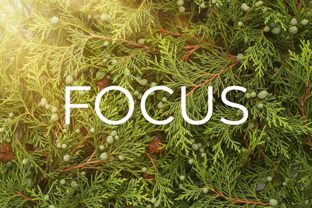FOCUS Hero Image - Lighter